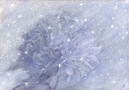 雪と華/a flower in the snow